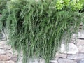 Weeping trailing rosemary plant cascading down a rock wall Royalty Free Stock Photo