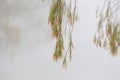 Weeping tree with beads of glistening water on a foggy morning