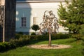 Weeping tree near the Metal entrance chapel of Seraphim of Sarov in the Annunciation Monastery