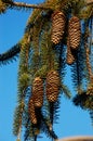 Weeping White Pine Tree Royalty Free Stock Photo