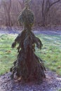 Weeping White Spruce Tree 818294