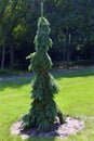 Weeping White Spruce Tree 822978