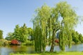 Weeping Willow Royalty Free Stock Photo