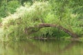 Weeping willow