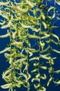 Weeping willow Royalty Free Stock Photo