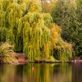 Weeping willow in autumn, reflections in water mirror Royalty Free Stock Photo