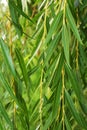 Weeping willow background Royalty Free Stock Photo