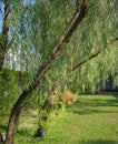 Weeping willow background in the garden Royalty Free Stock Photo