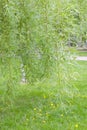 Weeping willow background Royalty Free Stock Photo