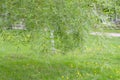 Weeping willow background Royalty Free Stock Photo