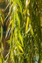 Weeping willow background willow tree Royalty Free Stock Photo