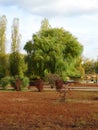 weeping willow bent on the river embankment Royalty Free Stock Photo