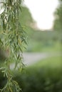 Weeping willow branch with leaves on a blurry background Royalty Free Stock Photo