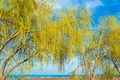 Weeping willow branches against a blue sky background Royalty Free Stock Photo