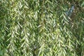 Weeping willow branches as a natural background. Royalty Free Stock Photo