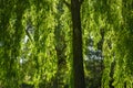 Weeping Willow Branches in Autumn Royalty Free Stock Photo