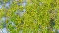 Weeping Willow Branches And Catkins. Spring Green Weeping Willow Leaves. Close up. Royalty Free Stock Photo