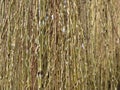 Weeping willow branches Royalty Free Stock Photo