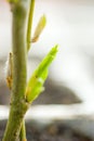 Weeping willow buds Royalty Free Stock Photo