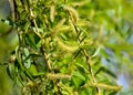 Weeping Willow Catkins