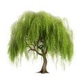 Weeping willow cutout isolated on white background Royalty Free Stock Photo