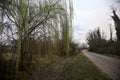 Weeping willow by the edge of a country road on a cloudy day at dusk Royalty Free Stock Photo