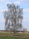 weeping willow in the field Royalty Free Stock Photo