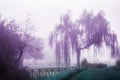 Weeping willow in the fog