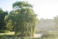 Weeping Willow on a foggy morning