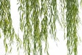 Weeping willow foliage Royalty Free Stock Photo