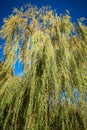 Weeping willow foliage Royalty Free Stock Photo