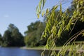 Weeping willow foliage in foreground with lake and grass in background Royalty Free Stock Photo