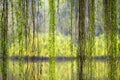 Weeping willow foliage Royalty Free Stock Photo