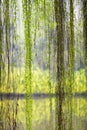 Weeping willow foliage Royalty Free Stock Photo