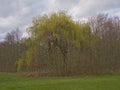 weeping willow in a meadow on a cloudy spring day in the flemish countryside