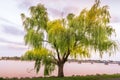 Weeping Willow in front of lake at sunset in Michigan
