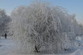 Weeping willow in frost