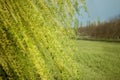 weeping willow in a garden Royalty Free Stock Photo