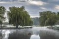 Weeping Willow and hovering mist