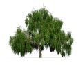 Weeping willow