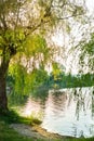 Weeping willow on the lake in the park. the summer sunset is beautiful. coolness and pacification. beautiful nature