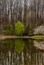 Weeping Willow by a Lake Royalty Free Stock Photo
