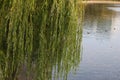 A weeping willow leaned over a dark pool with ripples and reflections of sunlight Royalty Free Stock Photo