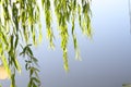 Weeping willow leaves Royalty Free Stock Photo