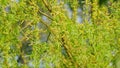 Weeping Willow Leaves. Weeping Willow Tree In Spring. Blooming Weeping Willow. Close up. Royalty Free Stock Photo