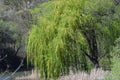 Weeping Willow