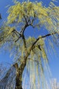 weeping willow in Madrid's Parque del Retiro Royalty Free Stock Photo