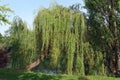 Weeping willow on Marne river banks