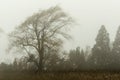 Weeping willow in mist