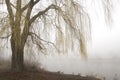 Weeping willow with misty lake